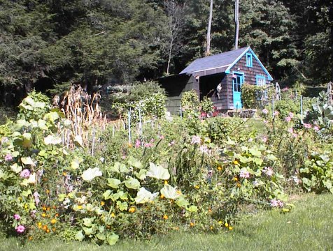 Garden in back and a blue toolshed?