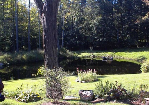 A pond at the side of the house